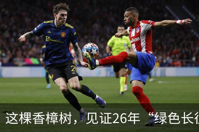 这棵香樟树，见证26年“绿色长征”